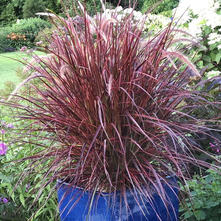 Red Fountain Grass I Large Gallon Size Plants I Pennisetum Setaceum Rubrum I Live Premium Quality, Ornamental Perennial Grass for Eye-Catching Landscaping, Gardens