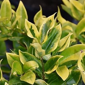 Ligustrum Japonicum Howard I Large Gallon Size Plants I Variegated Privet Howard I Quality, Evergreen Japanese Privet Shrub for Ornamental Landscaping, Fast-Growing, Low-Maintenance (2 Plants)