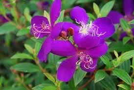 Tibouchina Dwarf Princess Flower I Live Plants I Lepidotal Compact Size, Eye-Catching Purple Blooms, Heat-Tolerant, Ideal for Small Gardens and Containers