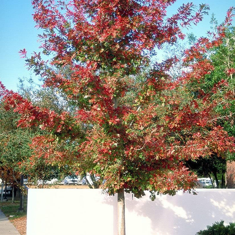 Shumard Red Oak | Live Trees | Quercus Shumardii | Drought Tolerant Weather Resistant Shade Planting