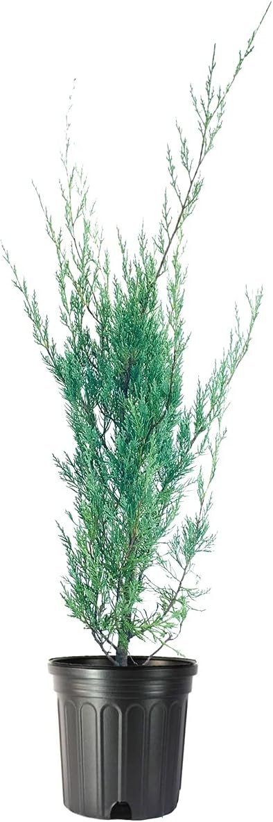 Moonglow Juniper | Live Gallon Size Trees | Juniperus Scopulorum | Hardy