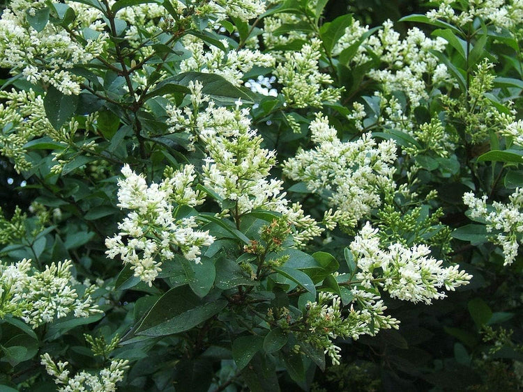 Curled Leaf Privet - Ligustrum Japonicum Recurvifolium | Live Plants