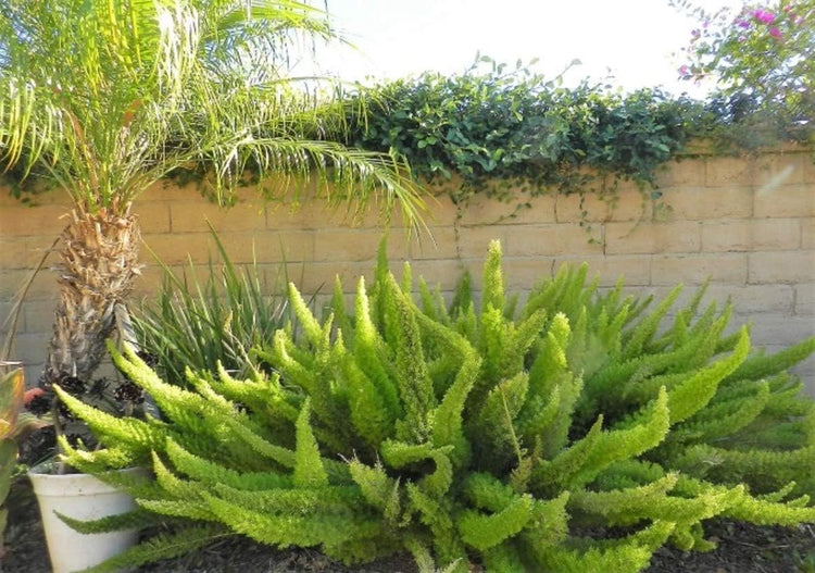 Foxtail Fern Myers | Large Gallon Size Plants | Live Asparagus Densiflorus Myersii | Unique Tropical Landscape Groundcover