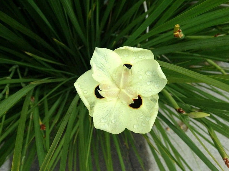 African Iris Yellow | Large Gallon Size Plants | Dietes Vegeta | Low Maintenance Drought Tolerant Groundcover Grass