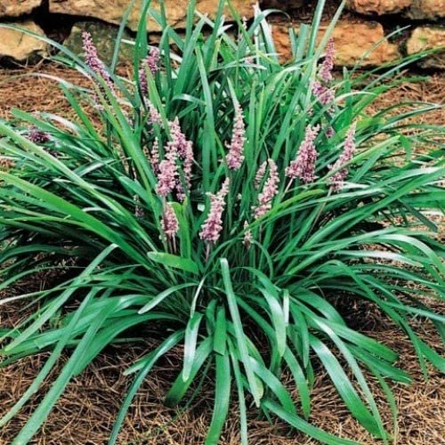 Emerald Goddess Liriope Muscari | Live Plants | Drought Tolerant