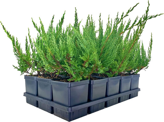 Juniper Blue Sargent - Live 4 Inch Pots - Juniperus Chinensis - Drought Tolerant Cold Hardy Evergreen Groundcover Plants