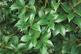 Tea Olive Fortunei | Live Plants | Fragrant Osmanthus Plant for Garden and Landscape, Fast Growing Evergreen Shrub