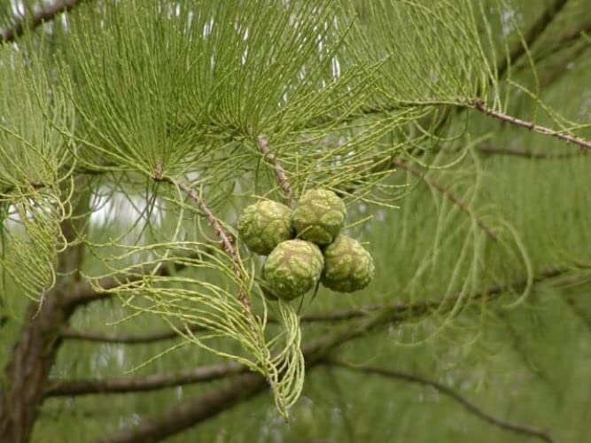 Pond Cypress | Live Trees | Taxodium Ascendens | Wet Tolerant Fast Growing Shade Tree