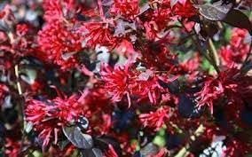 Loropetalum Red Chocolate I Live Plants I Chinese Fringe Flower I Deep Burgundy Foliage with Pink Flower Accents - Low-Maintenance, Drought-Resistant Shrub (10 Plants)