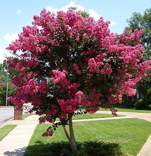 Crape Myrtle Raspberry Sundae | Live Plants | Dual-Color Red & Pink Blooms, Live Plant, Stunning Bicolor Ornamental Shrub for Eye-Catching Garden Displays