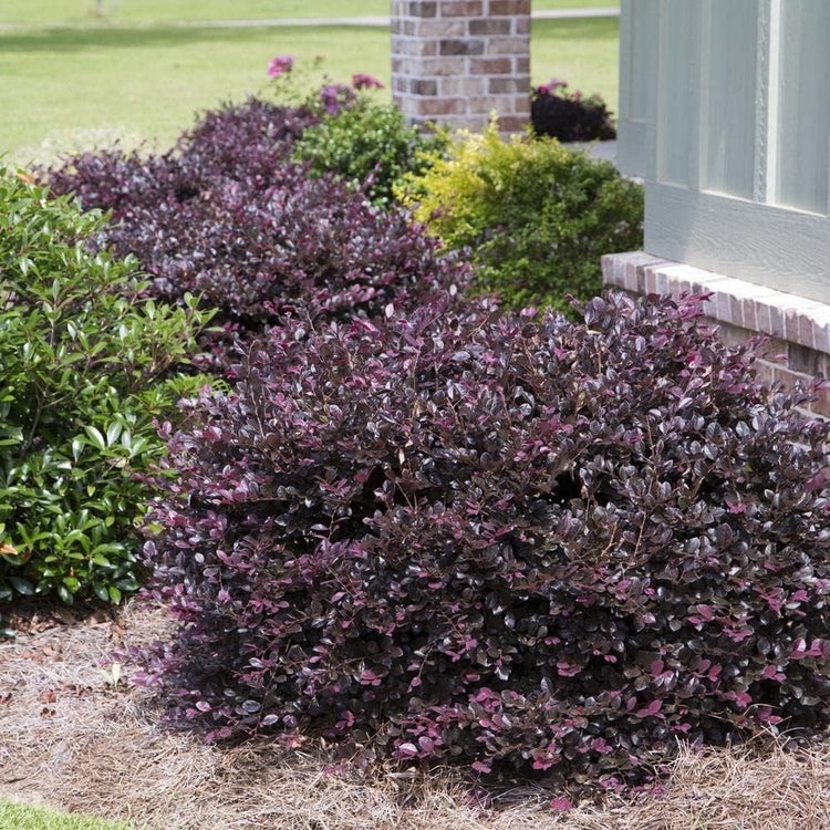 Loropetalum Plum Delight | Large Gallon Size Plants | Chinese Fringe Flower | Evergreen Flowering Shrub