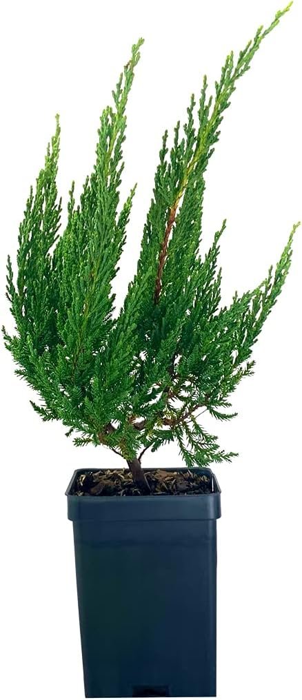 Juniper Blue Sargent - Live 4 Inch Pots - Juniperus Chinensis - Drought Tolerant Cold Hardy Evergreen Groundcover Plants