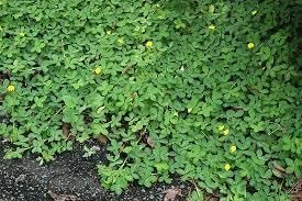 Ornamental Peanut Grass Golden Glory I Large Gallon Size Plants | Arachis Glabrata | Eco-Friendly Ground Cover with Vibrant Yellow Blooms, Drought-Tolerant (3 Plants)