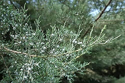 Blue Pfitzer Juniper | Live Gallon Size Plant | Juniperus Chinensis | Evergreen Cold Hardy Drought Tolerant Groundcover