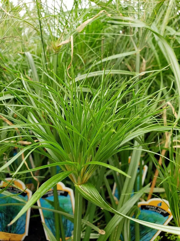 Nile Queen Papyrus | Live Plants | Cyperus Shade & Wet Tolerant Aquatic Foliage