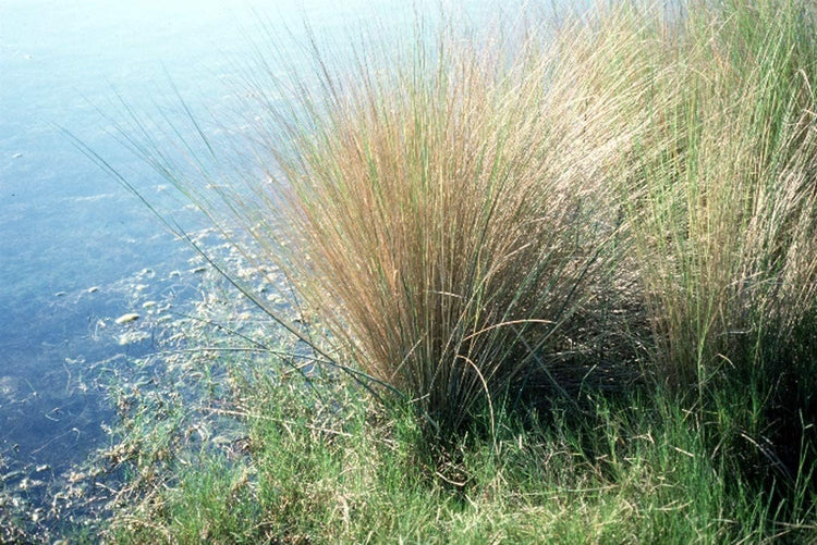 Sand Cord Grass | Live Plants | Spartina Bakeri | Drought Tolerant Low Maintenance Marsh Grass