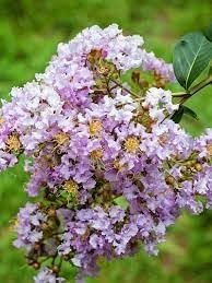 Crape Myrtle Muskogee | Extra Large 3 Gallon Plants | Lagerstroemia Indica | Beautiful Low Maintenance Lavender Blooming Tree