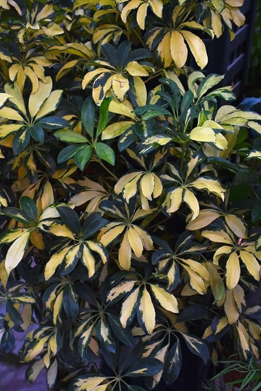 Arboricola Variegated Schefflera Trinette I Live Plants I Vibrant Green & Yellow Foliage, Easy-Care Indoor/Outdoor Plant, Air-Purifying, Ideal for Home (03 Plants)