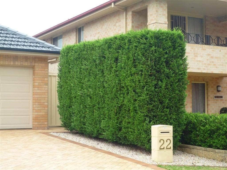 Murray Cypress Tree | Live Plants | Upright Evergreen Privacy Screen | Cupressus x Leylandii