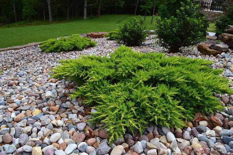 Juniper Calgary Carpet | Live 4 Inch Pots | Juniperus Sabina Monna | Drought Tolerant Cold Hardy Evergreen Groundcover Plants