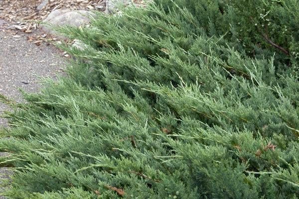 Hughes Juniper | Live 4 Inch Pots | Drought-Tolerant Evergreen for Landscaping, Privacy Screens, and Bonsai, Easy-to-Grow