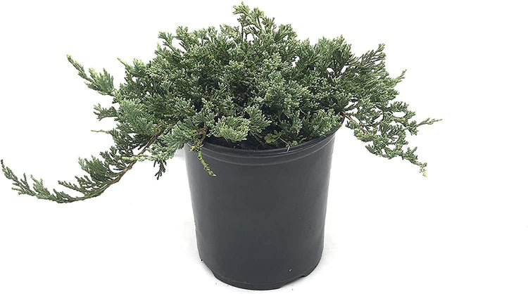 Blue Rug Juniper | Live Gallon Size Plants | Juniperus Horizontalis 'Wiltonii' | Drought Tolerant Cold Hardy Evergreen Groundcover