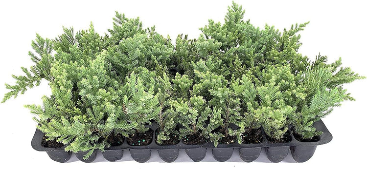 San Jose Juniper | Live Plants | Juniperus Chinensis | Bonsai Drought Tolerant Cold Hardy Evergreen Groundcover