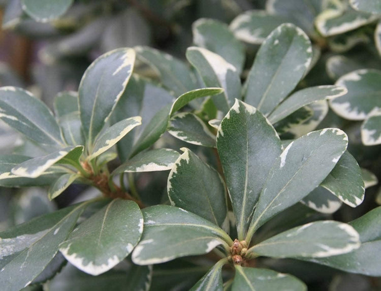 Variegated Pittosporum | Live Plants | Pittosporum Tobria Variegatum | Evergreen Border Accent Hedge Shrub