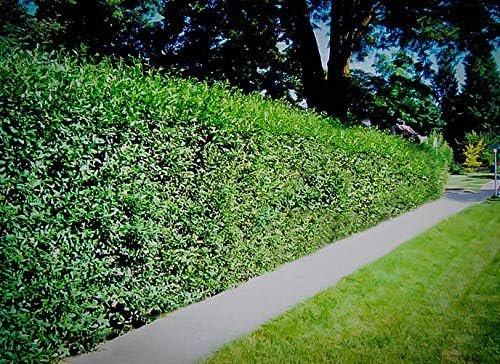 Curled Leaf Privet - Ligustrum Japonicum Recurvifolium | Live Plants