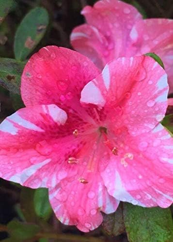 Azalea Dogwood | Live Plants | Pink and Red Flowering Rhododendron