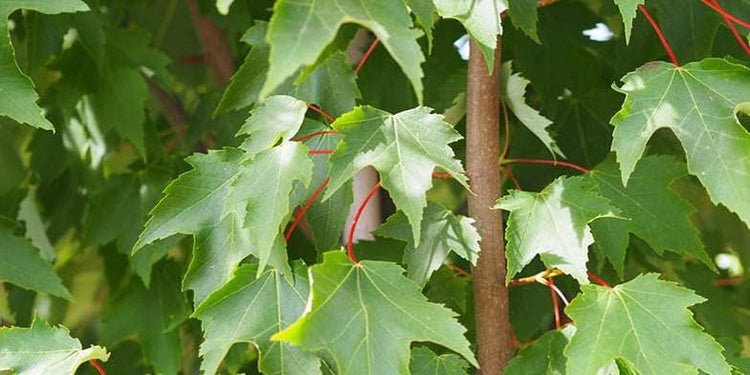 Florida Flame Red Maple Tree | Live Plants | Acer Rubrum | Beautiful Shade Privacy Screening Tree