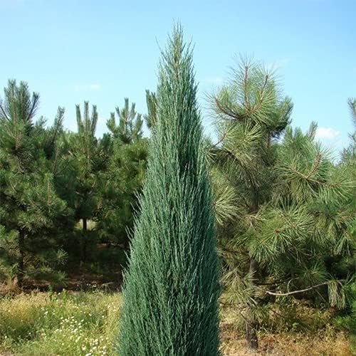 Blue Arrow Juniper - Live Gallon Size Trees - Juniperus Scopulorum - Formal Evergreen Privacy Screening Plants