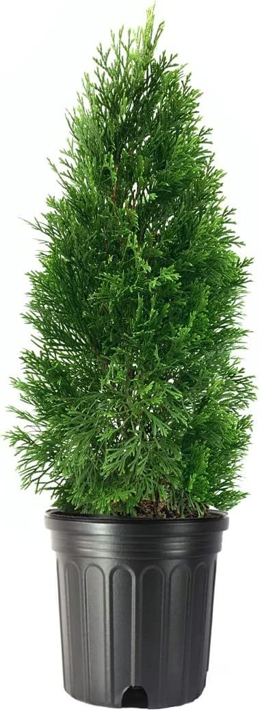 Arborvitae Emerald Green | Live Gallon Size Trees | Thuja Occidentalis Smaragd | Evergreen Privacy Screening Hedge Plants