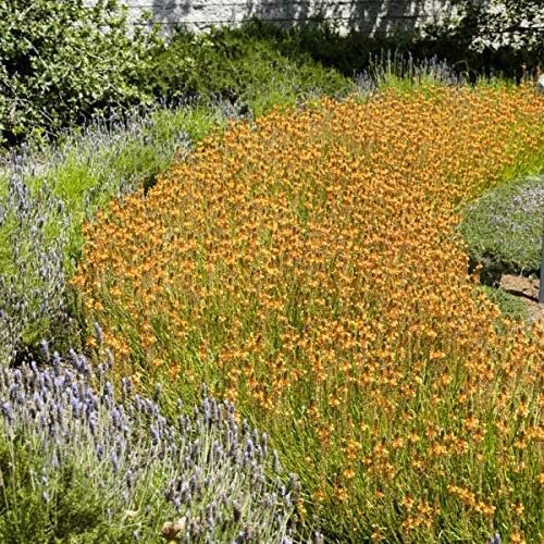 Bulbine Frutescens Hallmark Orange | Live Plants | Butterfly Attracting