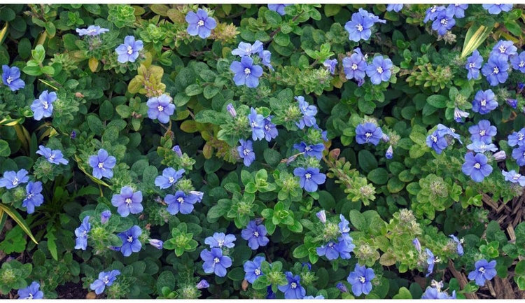 Beach Bum Blue I Large Gallon Size Plants I Evolvulus Glomeratus I Live Low-Maintenance, Drought-Resistant, Ideal for Coastal Gardens (3 Plants)