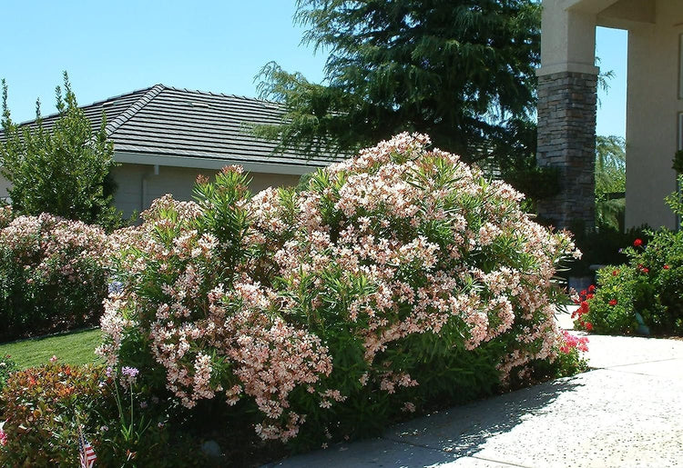 Oleander Petite Pink | Live Plants | Nerium | Compact Dwarf Evergreen Shrub