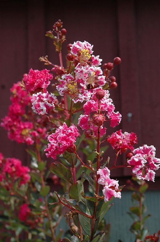 Crape Myrtle Raspberry Sundae | Live Plants | Dual-Color Red & Pink Blooms, Live Plant, Stunning Bicolor Ornamental Shrub for Eye-Catching Garden Displays