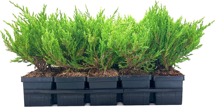 Juniper Andorra Compacta - Live 4 Inch Plants - Juniperus Horizontalis - Drought Tolerant Cold Hardy Evergreen Groundcover