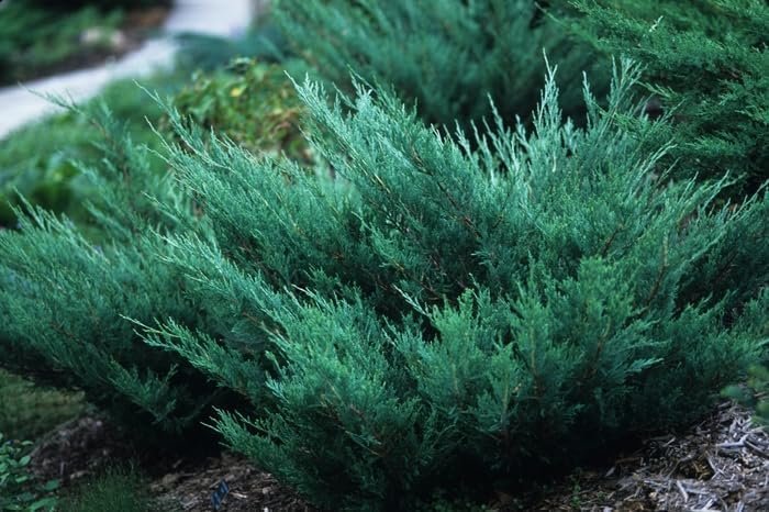 Hughes Juniper | Live 4 Inch Pots | Drought-Tolerant Evergreen for Landscaping, Privacy Screens, and Bonsai, Easy-to-Grow