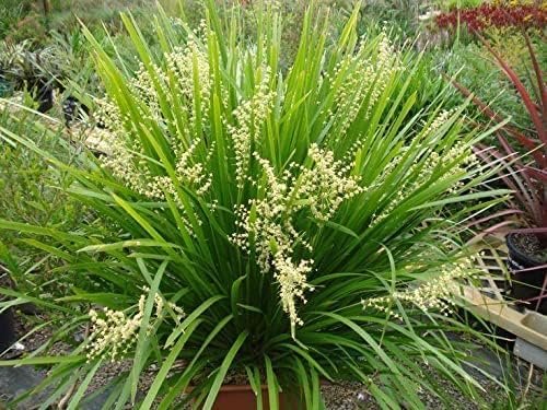 Lomandra longifolia Breeze | Large Gallon Size Plants | Dwarf Mat Rush | Drought Tolerant Low Maintenance Ornamental Grass