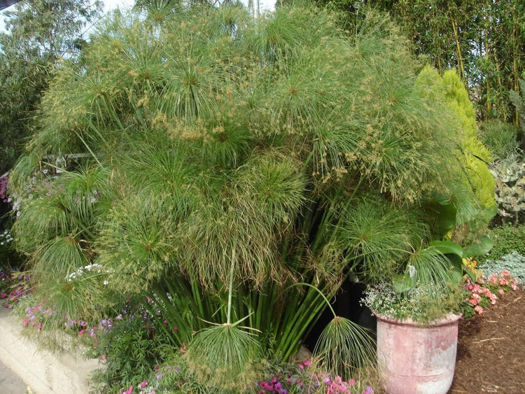 Giant Egyptian Papyrus | Live Plants | Cyperus Large Shade & Wet Tolerant Aquatic Foliage (40 Plants)