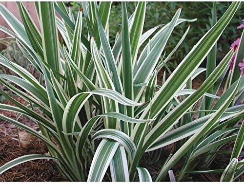 Flax Lily | Variegated Dianella Tasmanica Variegata | Live Plants | Evergreen Shade Loving Grass