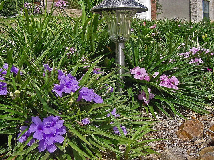 Dwarf Mexican Petunia Pink | Live Plants | Katie's Dwarf Ruellia Brittoniana