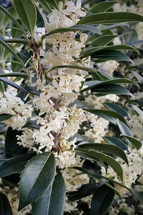 Tea Olive Fortunei | Live Plants | Fragrant Osmanthus Plant for Garden and Landscape, Fast Growing Evergreen Shrub