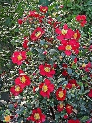 Camelia Sasanqua Yuletide I Extra Large 3 Gallon Plants I Red Flowering Bright Red Winter Blooms, Live Plant for Indoor & Outdoor Gardens (3 Plants)