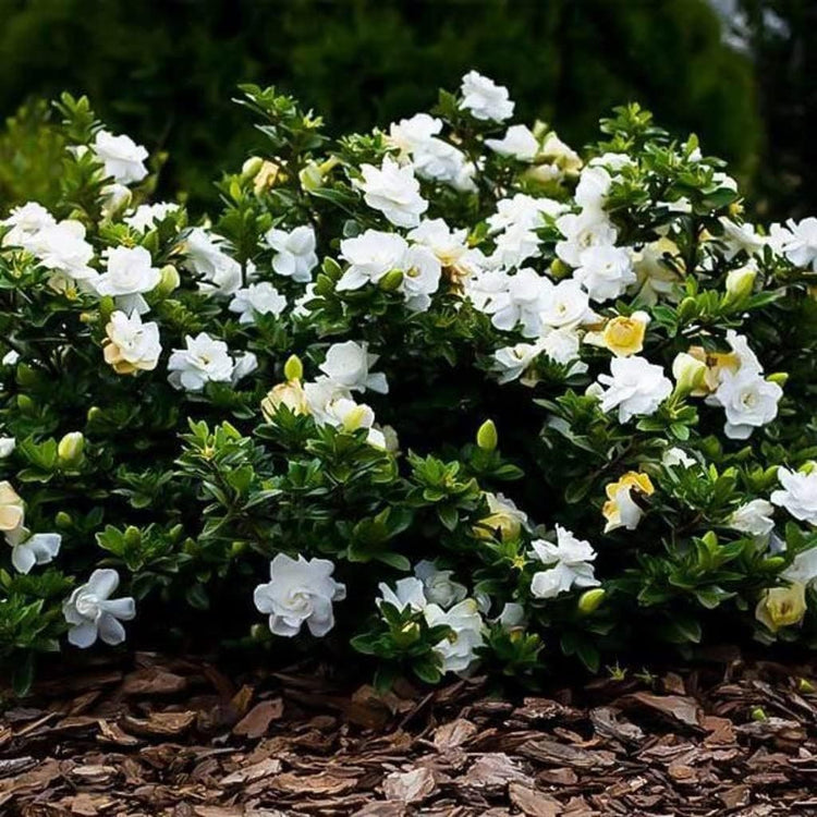 Gardenia Radicans Dwarf | Live Plants | Fragrant Blooming Shrub | Gardenia Jasminoides Cape Jasmine