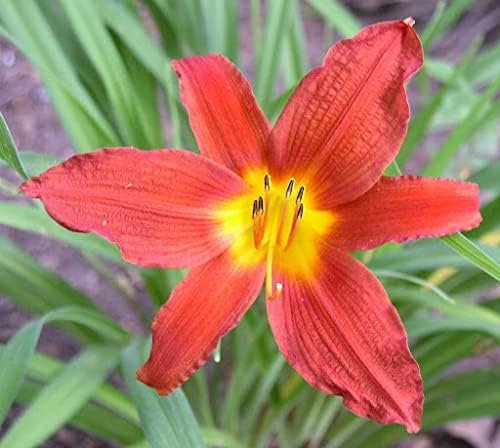 Ming Toy Daylily | Live 4 Inch Pot | Hemerocallis Plants | Beautiful Low Maintenance Blooming Groundcover