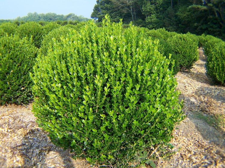 Wintergreen Boxwood | Large 3 Gallon Plants | Dense Evergreen Foliage, Cold-Hardy & Ideal for Year-Round Landscaping, Elegant Border & Hedge Plant, Live Shrub (1 Plant)