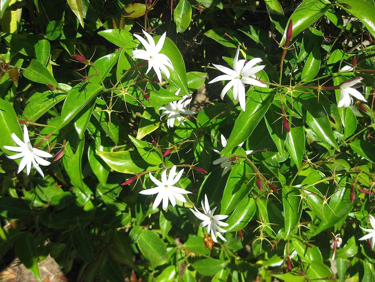 Star Jasmine - Live Plants - Jasminum Nitidum - Fragrant Blooming