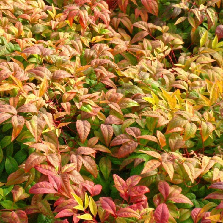 Firepower Heavenly Bamboo | Large Gallon Size Plant | Nandina Domestica | Brilliant Colorful Low Maintenance Foliage